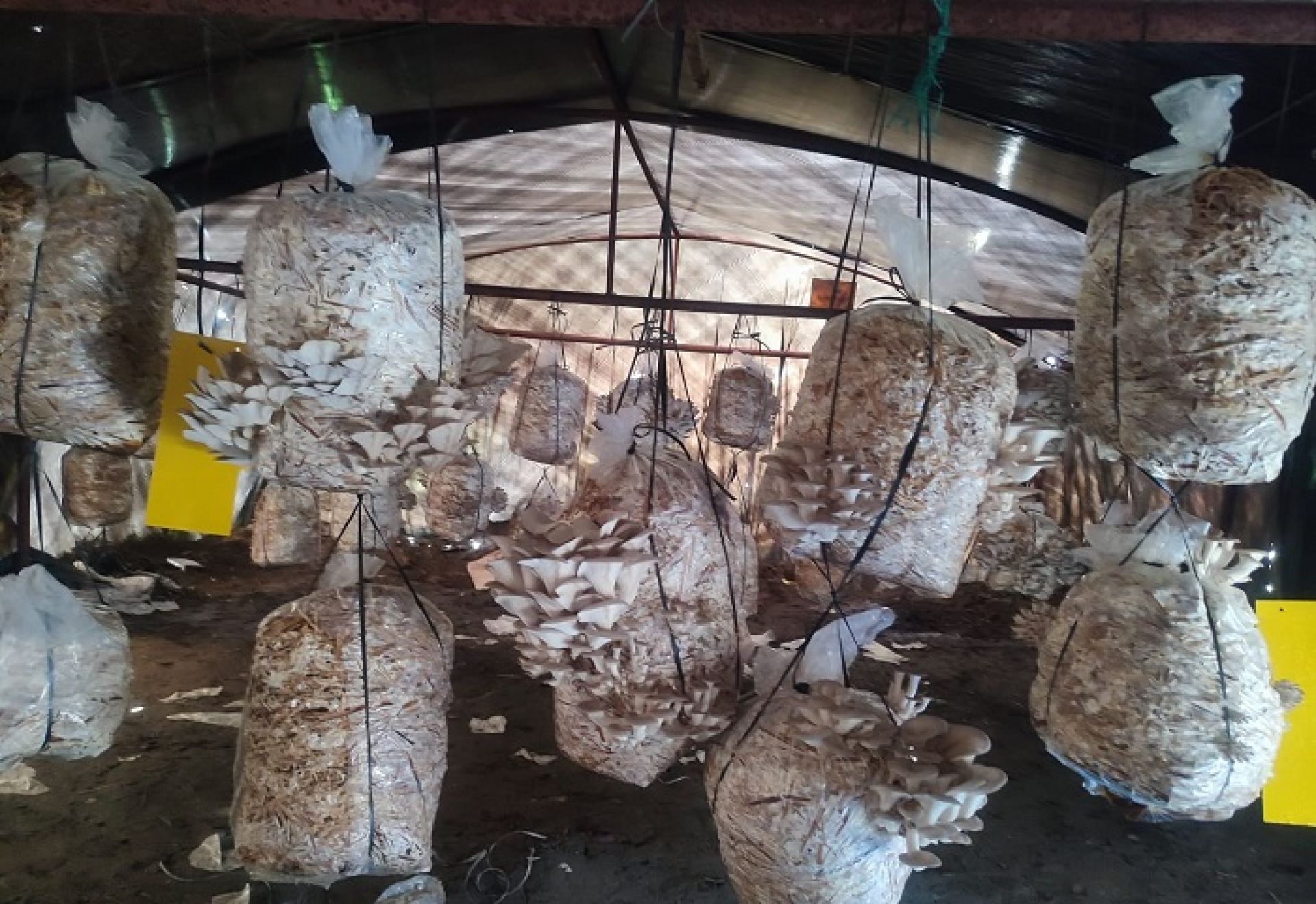 विद्यार्थीले उत्पादन गरेको च्याउ बजारमा